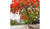 Cây Xanh Đô Thị